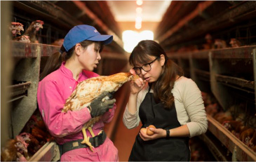 さかもと養鶏場の白鳳卵